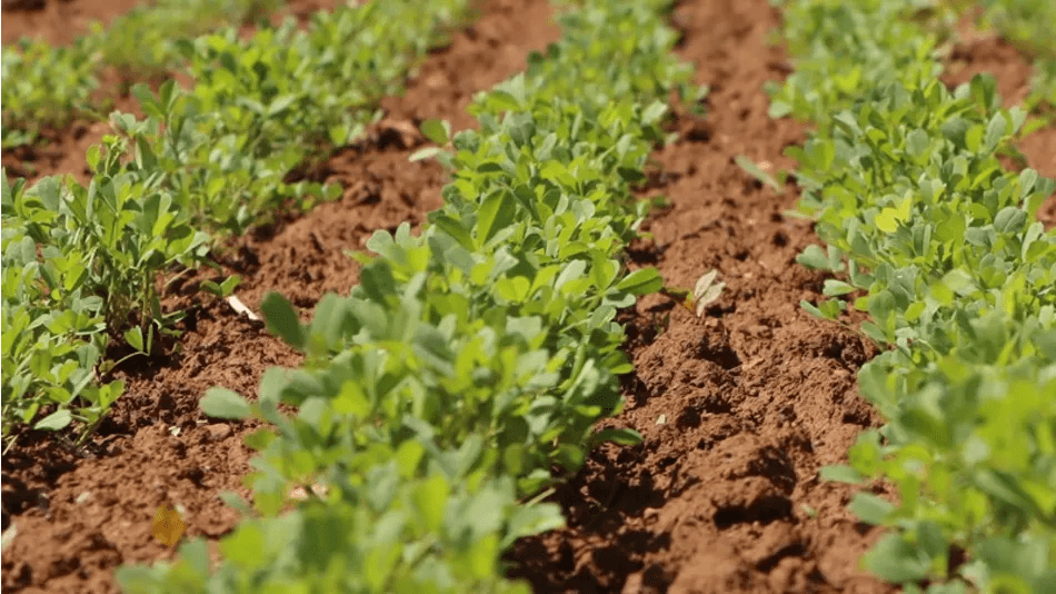 Nouvelle-Aquitaine : ces plantes qui résistent à la chaleur et réduisent les engrais