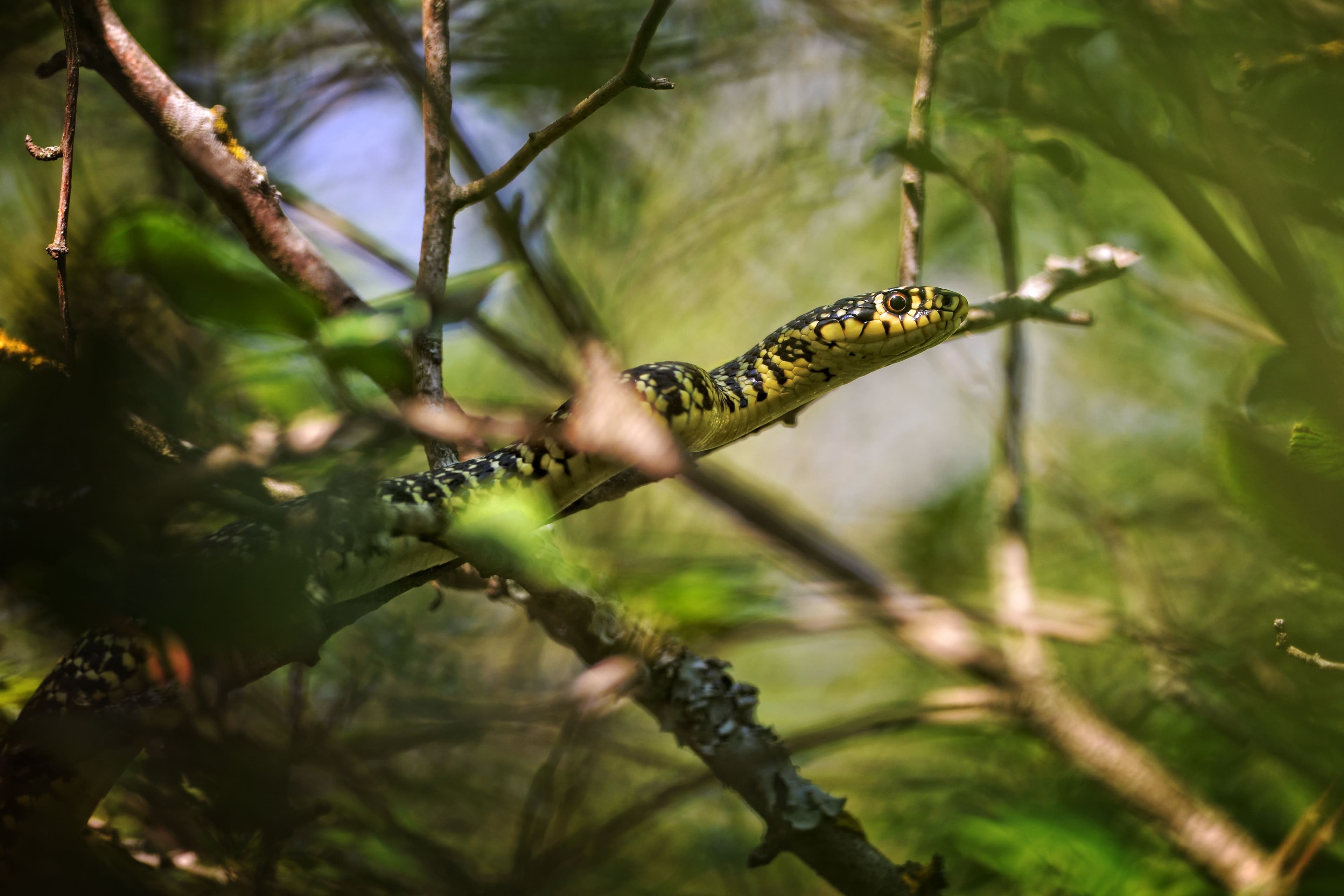Serpent dans la maison en Nouvelle-Aquitaine : que faire, comment réagir et prévenir les intrusions ?